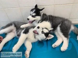 Out Standing Siberian Husky Puppies Available