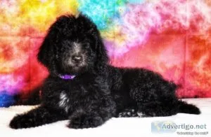 Hypoallergenic CKC Reg. Labradoodle Pups