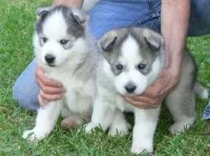 Super Adorable Siberian Husky Puppies