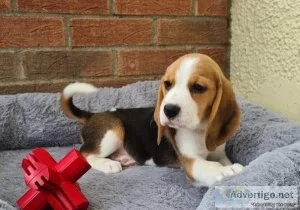 Stunning Beagle Puppies for Sale