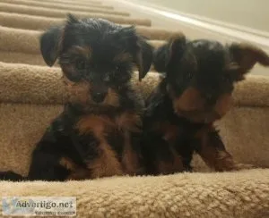 Chorkie and ch morkie puppies