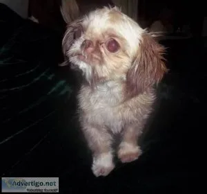 Tiny Tim Imperial Shih Tzu 9 Mo Male
