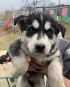 Excellent Siberian Husky Puppies