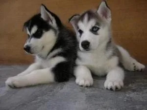 Sweet Siberian Husky Puppies For Sale