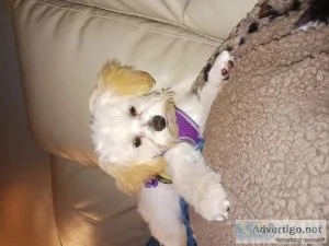 16 week old Morkiepoos  Female