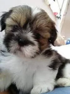 Lhasa Apso puppies