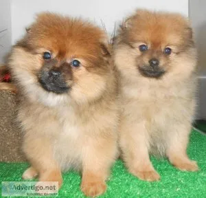 Chicago Pomeranian Babies. Prespoiled. Financing