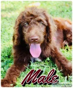 Well Socialized Healthy Labradoodle Pups
