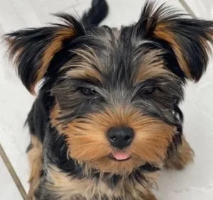 Beautiful active Yorkshire terrier