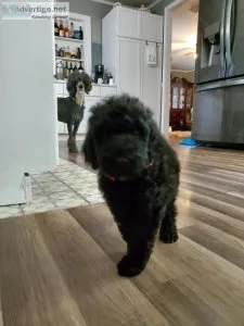 AKC STANDARD POODLE PUPPIES