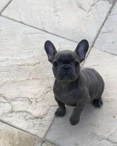 KC Reg - French Bulldog Puppies Female - ready now