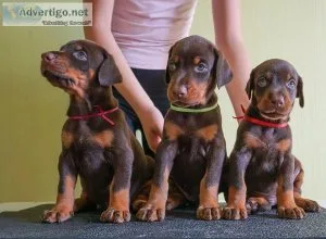 Healthy Doberman puppies