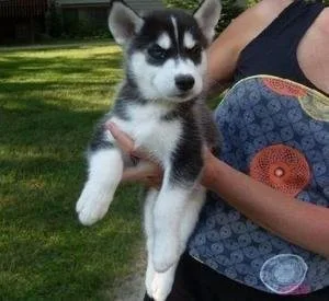 Siberian husky puppies for adoption. All healthy and have lovely