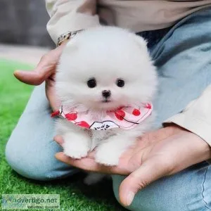 Pure breed White Teacup Pomeranian Puppy Girlboy