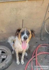 Female Saint Bernard mix
