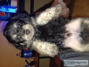 Chipoo puppies
