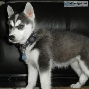 We had a litter of Siberian huskies