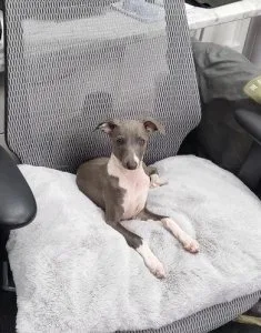 Italian greyhound puppies