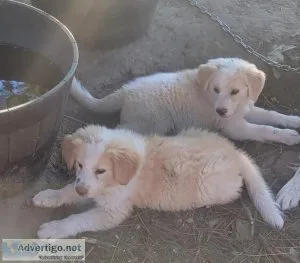 2 Saint Bernard mix puppies