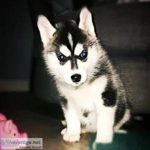 Brilliant Siberian Husky