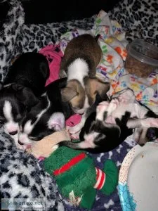 Jack-chi puppies