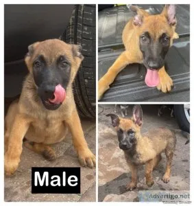 3 puppies for sale