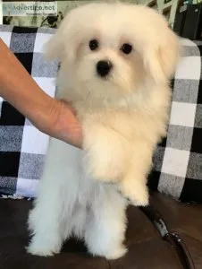 Maltese Male Puppy A.K.C. Purebred For Sale