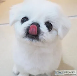 3-Week Old Kyara Puppy for Sale