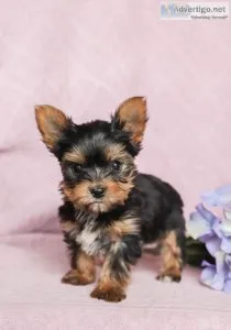 Wholesome Yorkie Puppies