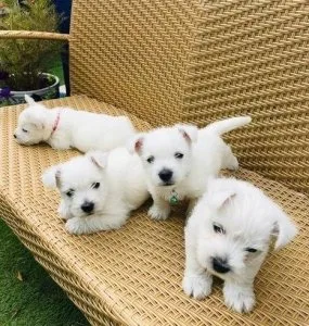 4 Westie pups for sale