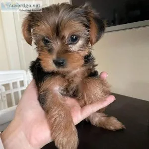STRONG AND LOVELY YORKIE PUPPIES READY TO GO NOW TO GOOD FAMILY 
