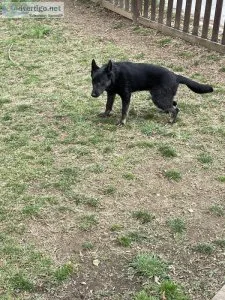 German Shepard puppies