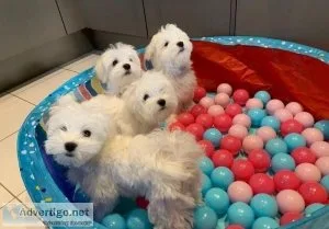 5 generation pedigree Maltese KC reg boys for sale