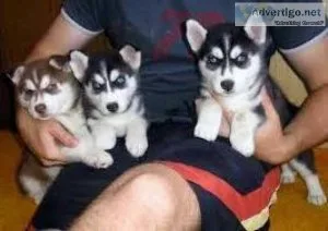 Siberian Husky Puppies for Re-homing Siberian Husky