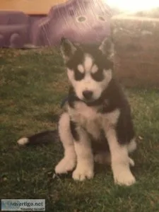 Husky puppy to good home