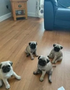 3 dark fawn pugs for sale 8 weeks old
