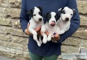 Top Quality Jack Russell Available