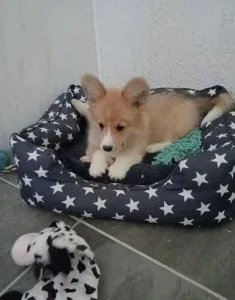 Fully vaccinated Pembroke Welsh Corgis