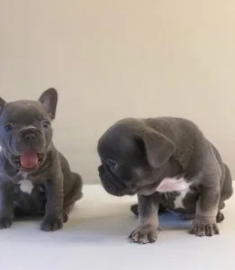 AKC French Bulldog Puppies
