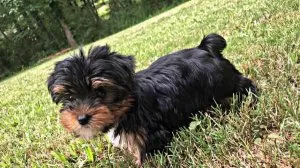 Male Yorkie Puppy