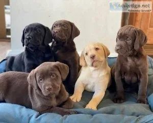 Labrador Retriever puppies available.