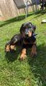 Elite Dobermann Puppies