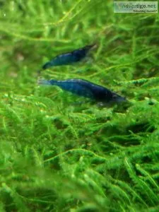 10 Blue Dream Neocaridina Shrimp(Freshwater Aquarium)
