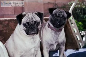 french   bulldog