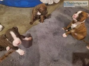 Pit bull puppies needing new jobs