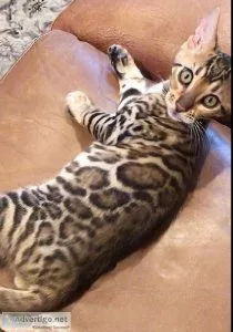 Asian Leopard Bengal kittens available parents TICA registered c