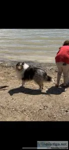Rough collie (Lassie). Blue merle