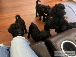 Goldendoodle Puppies