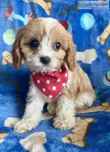 cavapoo puppies