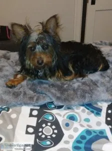 Yorkie for Sale